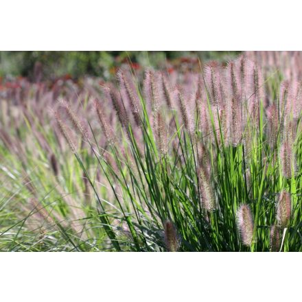 Pennisetum orientale Karley Rose- évelő tollborzfű