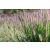 Pennisetum orientale Karley Rose- évelő tollborzfű