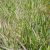 Phalaris arundinacea Picta - tarka pántlikafű