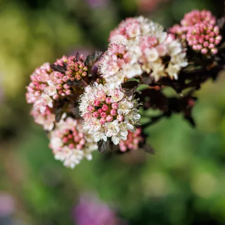 Physocarpus opulifolius Little Joker - törpe hólyagvessző