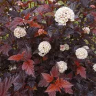 Physocarpus opulifolius Little Joker - törpe hólyagvessző
