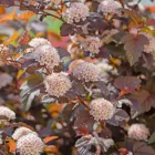 Physocarpus opulifolius Red Baron - hólyagvessző