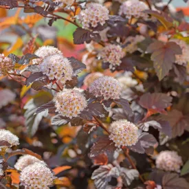 Physocarpus opulifolius Red Baron - hólyagvessző