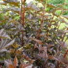 Physocarpus opulifolius Red Baron - hólyagvessző