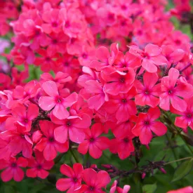 Phlox paniculata KaPow Pink - Pink bugás lángvirág