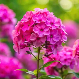 Phlox paniculata KaPow Purple - Purple bugás lángvirág