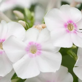 Phlox paniculata KaPow White - White bugás lángvirág