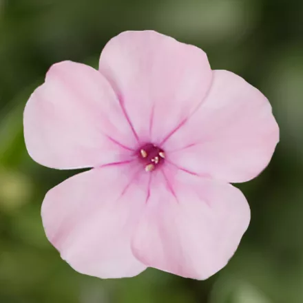 Phlox paniculata  Light Pink Dark Eye - rózsaszín bugás lángvirág