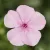 Phlox paniculata  Light Pink Dark Eye - rózsaszín bugás lángvirág