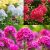 Phlox paniculata mix - bugás lángvirág fajták