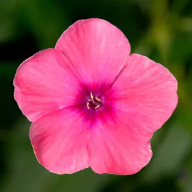   Phlox paniculata  Orange Rose - narancsrózsaszín bugás lángvirág