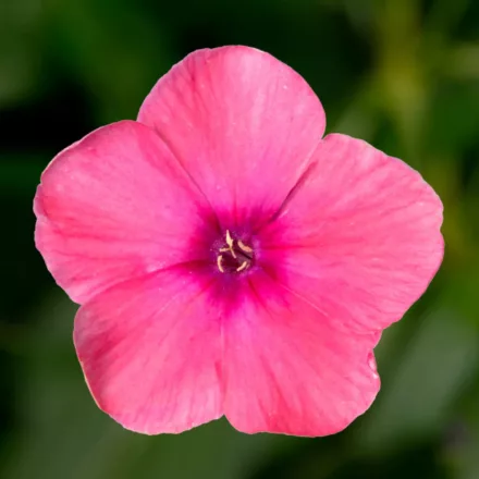 Phlox paniculata  Orange Rose - narancsrózsaszín bugás lángvirág