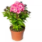 Phlox paniculata  Orange Rose - narancsrózsaszín bugás lángvirág