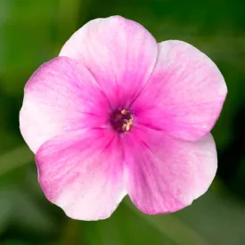 Phlox paniculata  Pink with Eye - pink bugás lángvirág