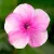 Phlox paniculata  Pink with Eye - pink bugás lángvirág