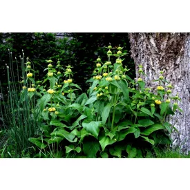 Phlomis russeliana - kisázsiai macskahere