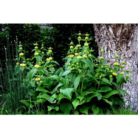 Phlomis russeliana - kisázsiai macskahere