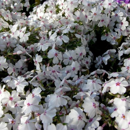 Phlox subulata Amazing Grace -  fehér árlevelű lángvirág