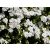 Phlox subulata Amazing Grace -  fehér árlevelű lángvirág