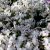 Phlox subulata Amazing Grace -  fehér árlevelű lángvirág