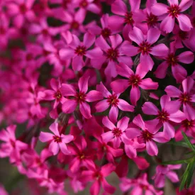 Phlox subulata Atropurpurea - árlevelű lángvirág