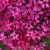 Phlox subulata Atropurpurea - árlevelű lángvirág