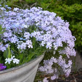 Phlox subulata Blue Cushion - árlevelű lángvirág kék
