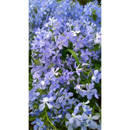 Phlox subulata Blue Cushion - árlevelű lángvirág kék