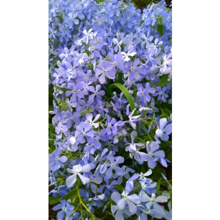 Phlox subulata Blue Cushion - árlevelű lángvirág kék