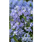 Phlox subulata Blue Cushion - árlevelű lángvirág kék