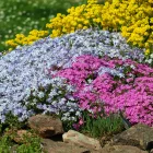 Phlox subulata Blue Cushion - árlevelű lángvirág kék