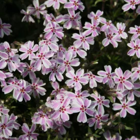 Phlox subulata Candy Stripes - árlevelű lángvirág