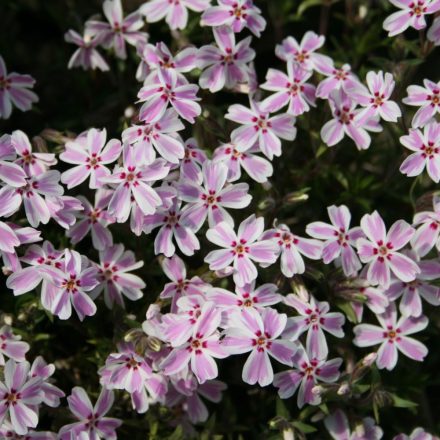 Phlox subulata Candy Stripes - árlevelű lángvirág