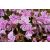 Phlox subulata Candy Stripes - árlevelű lángvirág