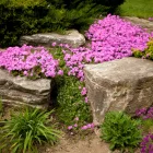 Phlox subulata Fort Hill  - árlevelű lángvirág