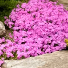 Phlox subulata Fort Hill  - árlevelű lángvirág