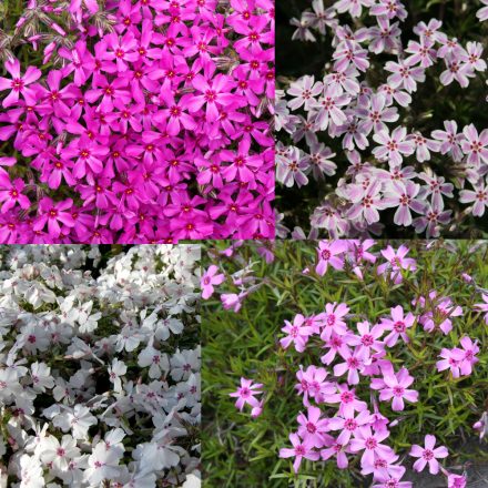 Phlox subulata fajták- árlevelű lángvirág