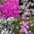 Phlox subulata fajták- árlevelű lángvirág