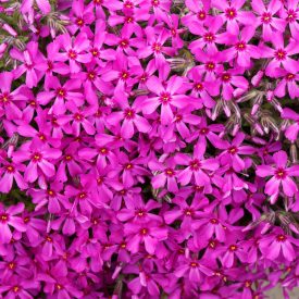 Phlox subulata Scarlet Flame - árlevelű lángvirág