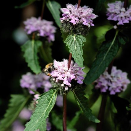 Phlomis tuberosa - kisázsiai macskahere