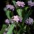 Phlomis tuberosa - kisázsiai macskahere