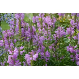 Physostegia virginiana Crystal Peak Rose - füzérajak