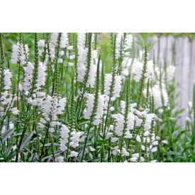 Physostegia virginiana Crystal Peak White - füzérajak