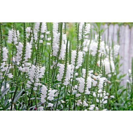Physostegia virginiana Crystal Peak White - füzérajak