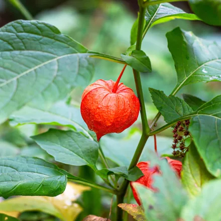 Physalis alkekengi Franchetii- lampionvirág
