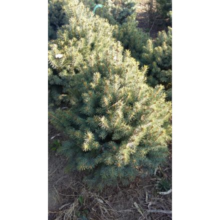 Picea glauca Conica - cukorsüveg fenyő