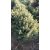 Picea glauca Conica - cukorsüveg fenyő