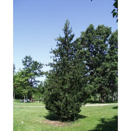 Pinus peuce Zárt - macedón selyemfenyő