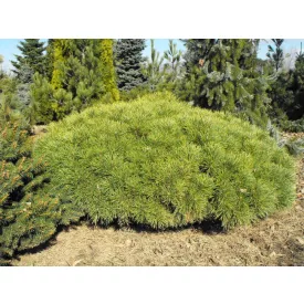 Pinus sylvestris Cuha - törpe erdeifenyő Cuha