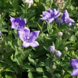 Platycodon grandiflorus Astra Blue - léggömbvirág